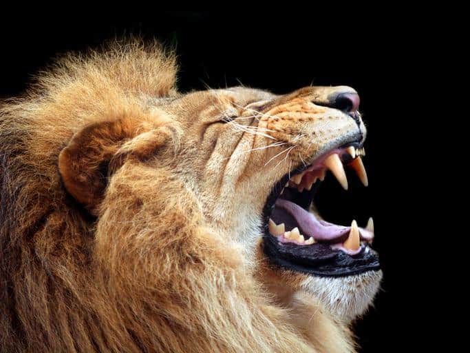 Taming the “Lions” —A Simple Approach to Managing Risk